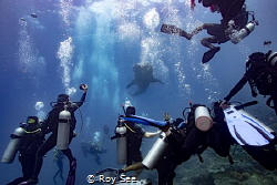Four separate groups of divers bumped into each other at ... by Roy See 